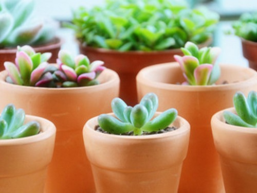 How to raise succulent plants the methods and techniques of topdressing succulent plants