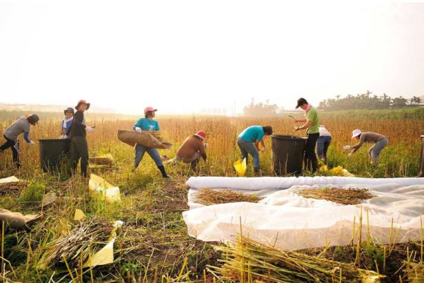 Taiwan Rural Front / enter the countryside, get to know this land in a down-to-earth manner, and join the summer ploughing grass-roots investigation camp.