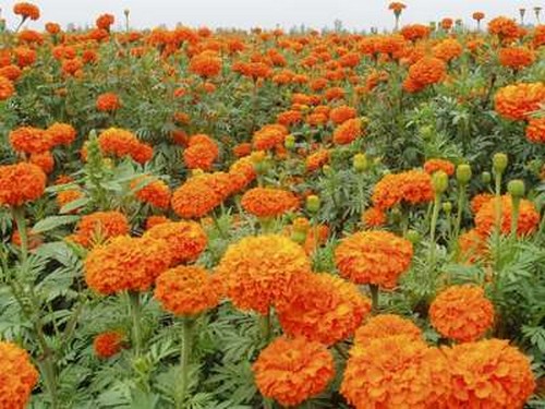 How to make Calendula flourish and bloom in four Seasons-- how to fatten after flowering period of Calendula