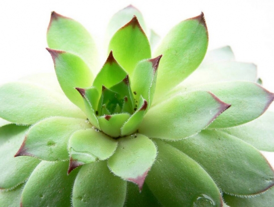 How to raise a lot of succulent plants? Please pay attention to the techniques of root trimming of succulent plants with medium, watering and light.