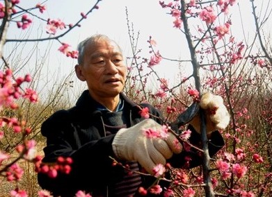 How to Trim a Plum Blossom Potted Plant