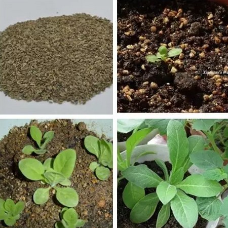 How to cultivate strong seedlings? how to cultivate strong seedlings of tobacco?