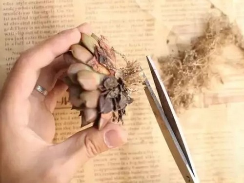 Root trimming skills of succulent plants how to trim the roots of succulent plants