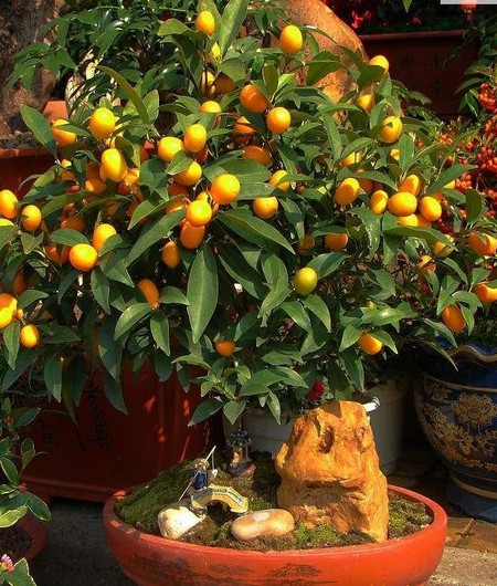 How to manage the fruiting period of potted kumquat well and under what circumstances need to prolong the flowering period