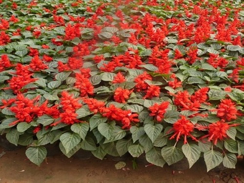 The florescence of a string of red flowers and its regulation and control methods if the management of florescence is done well