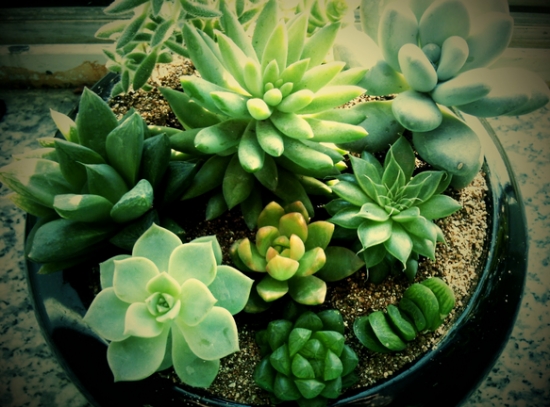 How do succulent plants move pots and change soil? Succulent culture method