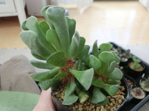 Plant growth habits and conservation focus on succulent plants-the shape, habits and conservation focus of fantasy!