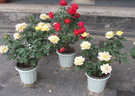 How to fertilize during the non-flowering period and how to prolong the flowering period of potted rose