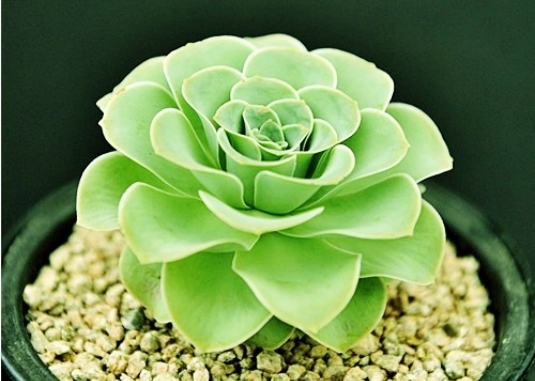 The price of succulent plants is so high that these ten kinds of succulent plants cannot afford to sell kidneys.