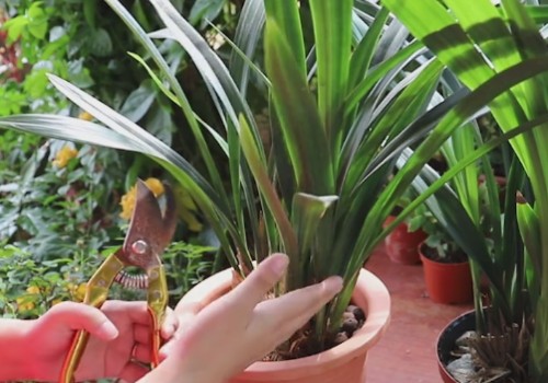 How to cultivate strong seedlings orchids need to be cut off after they grow new ones.