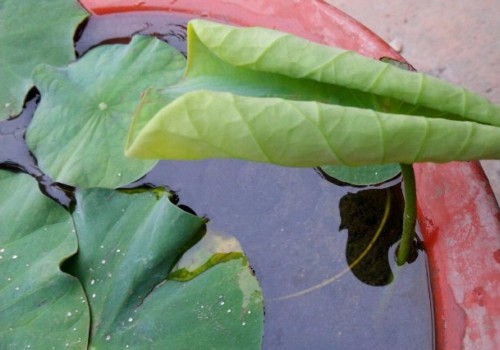 Distinguishing between floating leaves and standing leaves of lotus bowls the habits and maintenance of plants