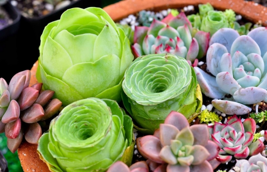 How do succulent plant seeds germinate? let's take a look at the steps of planting and sowing succulent plants. Cutting propagation methods of succulent plants.