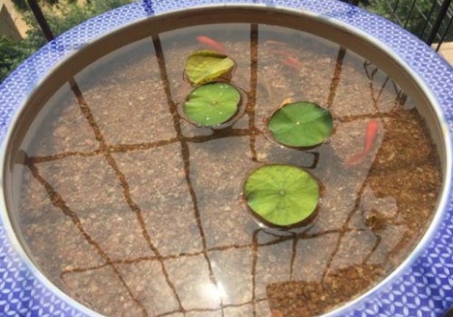 Can you raise fish in a lotus bowl? what are the bonsai you can put in the living room?