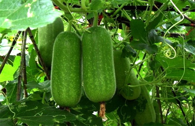 Cultivation techniques of wax gourd