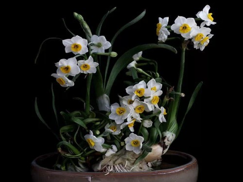 How to prolong the florescence of daffodils? under what circumstances do you need to prolong the florescence?