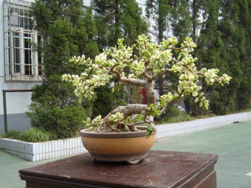 What are the modeling techniques for pruning bonsai with golden branches and jade leaves