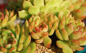 Succulent plants-the shape, habits and conservation priorities of the Ice Age! Cultivation and growth environment