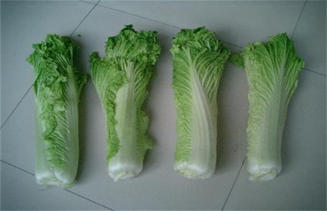 What are the common varieties of Chinese cabbage