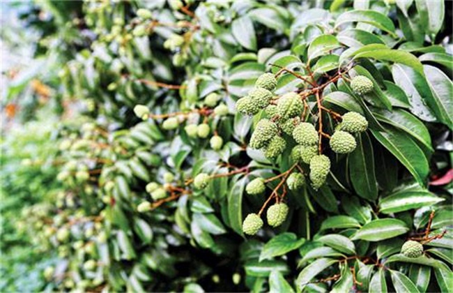 Management techniques of Young Fruit stage of Litchi