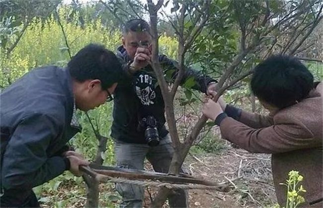 High grafting and replacement technique of Citrus in Autumn