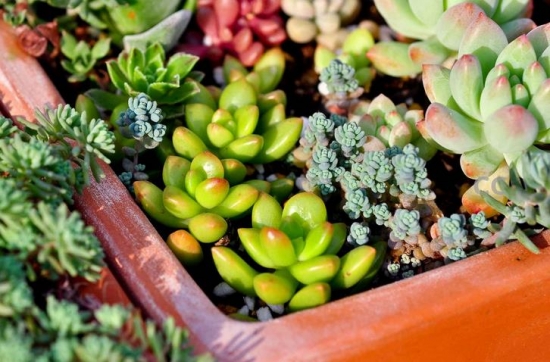 Matters needing attention in propagation and cultivation of four kinds of succulent plants