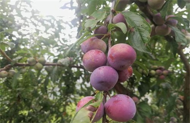 Key points of management after plum harvest