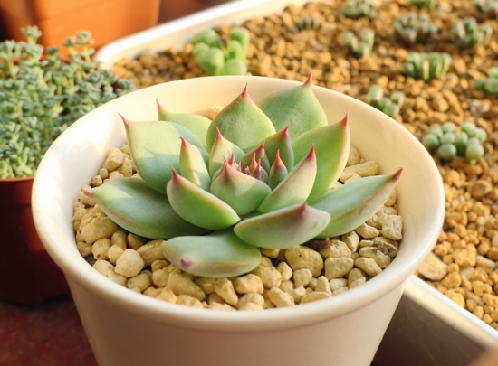 What are the grafting methods and propagation techniques of three typical succulent plants