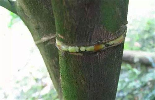 Kiwifruit ring cutting methods and precautions