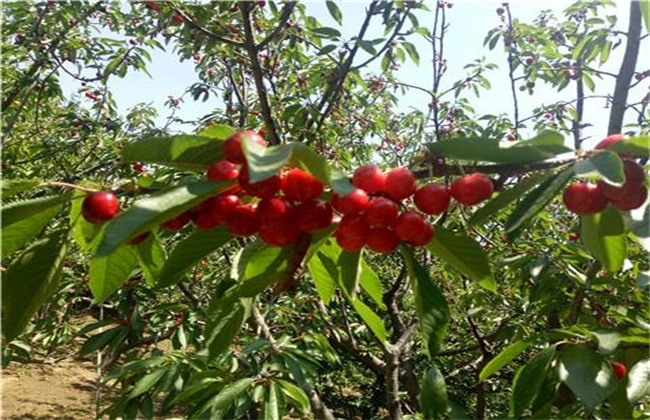 Pollution-free fertilization technique for Cherry