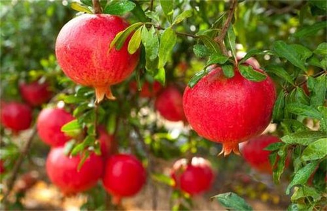 How to preserve pomegranate after picking