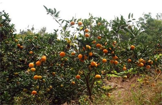 Key points of Management during Fruit expansion period of Wo Kan