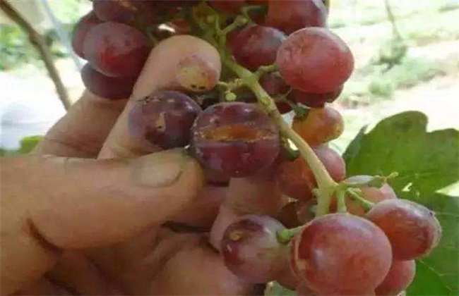 Causes of fruit cracking of Teng twist grape and its control measures