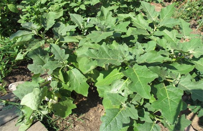 Cultivation Techniques of Regeneration Solanum