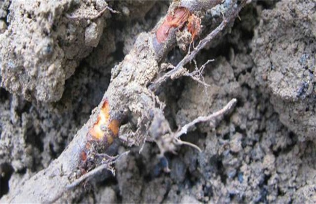 Causes and Control measures of rotten Roots of Fruit trees