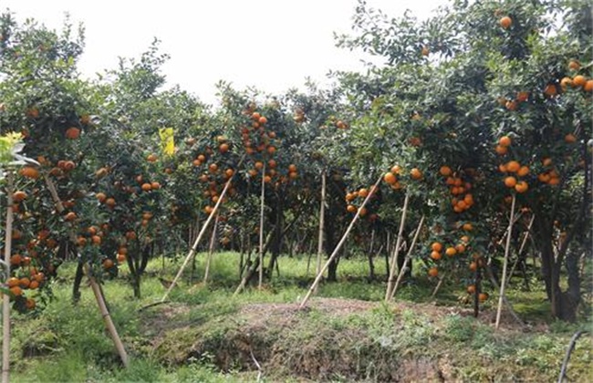 Planting requirements of fertile mandarin