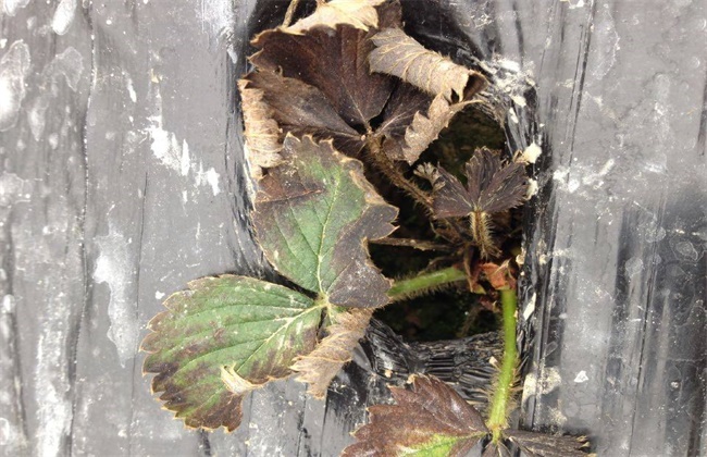 Causes and remedial measures of Strawberry Fertilizer damage