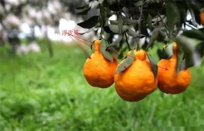 Causes and control measures of citrus floating peel