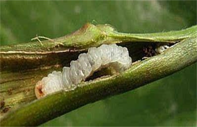 Prevention and control measures of heart borer of string bean