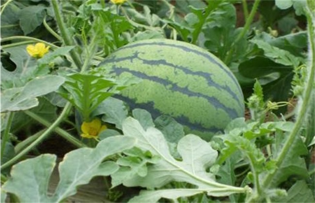 How to improve the quality of watermelon