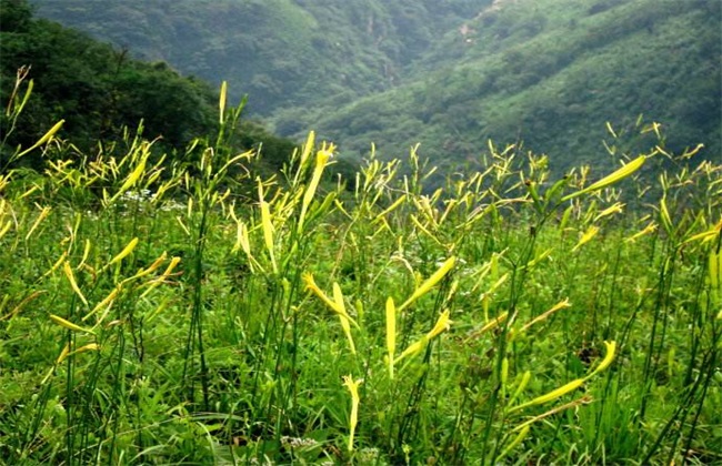 Growth environment of cauliflower