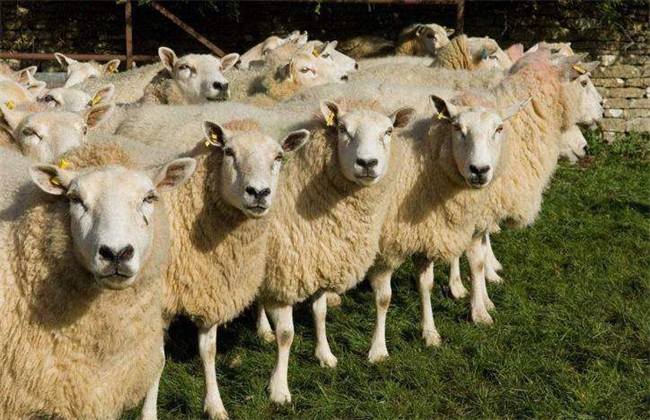 Key points of practical techniques for raising sheep