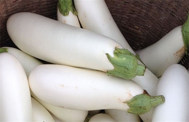 Causes of whitening of eggplant and its control methods