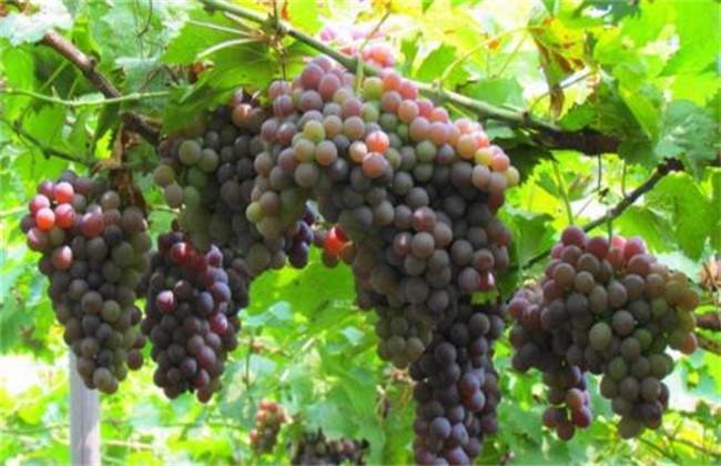 Matters needing attention in using grape medicine