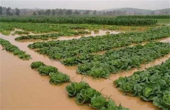 How to manage vegetables after rainstorm