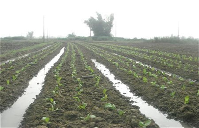 Reasons for Lotus Root Planting Failure