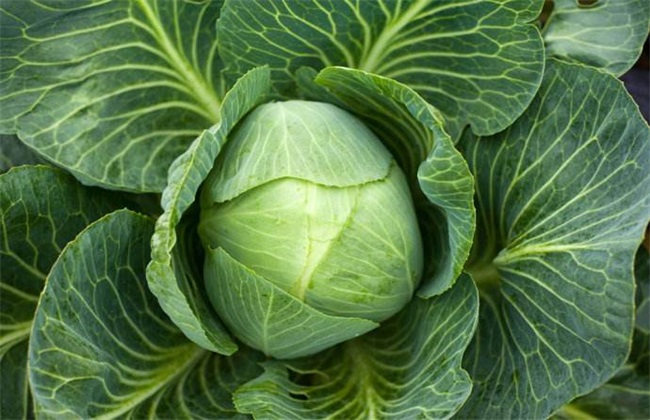 Planting techniques of cabbage in summer