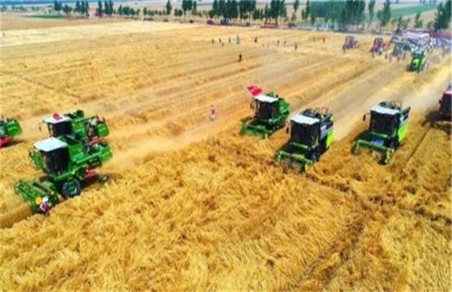 What should be done during the wheat harvest period when it is cloudy and rainy?