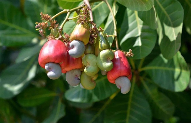 Cashew growing environment