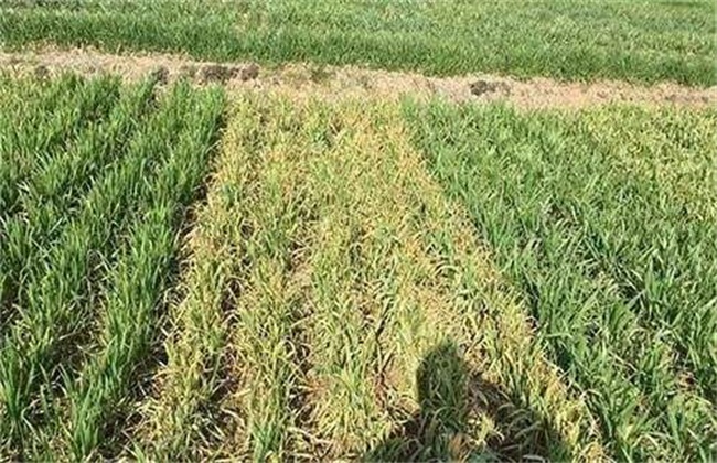 Key points of foliar spraying on wheat