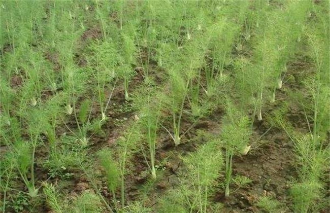 Field management technology of fennel